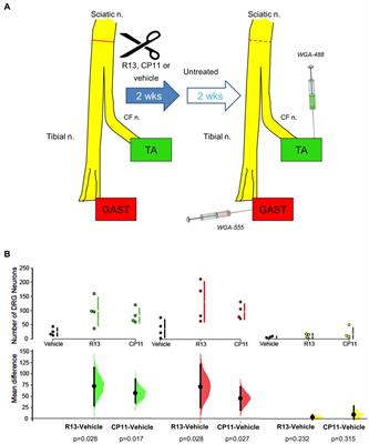 Proportions of four distinct classes of sensory neurons are retained even when axon regeneration is enhanced following peripheral nerve injury